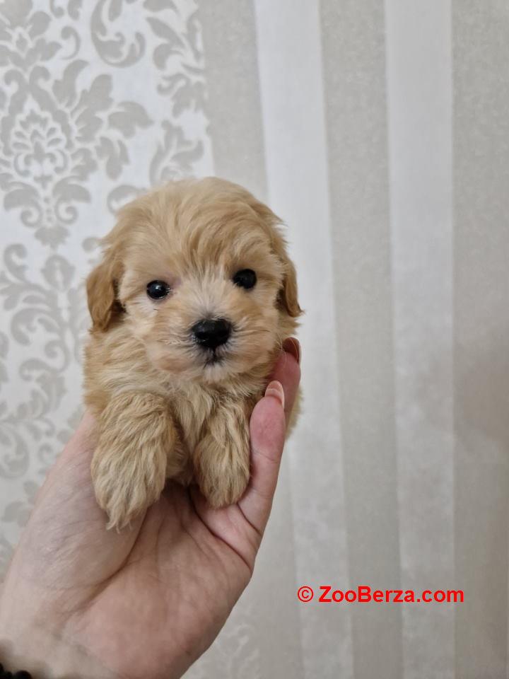 Neodoljivi stenci maltipoo 