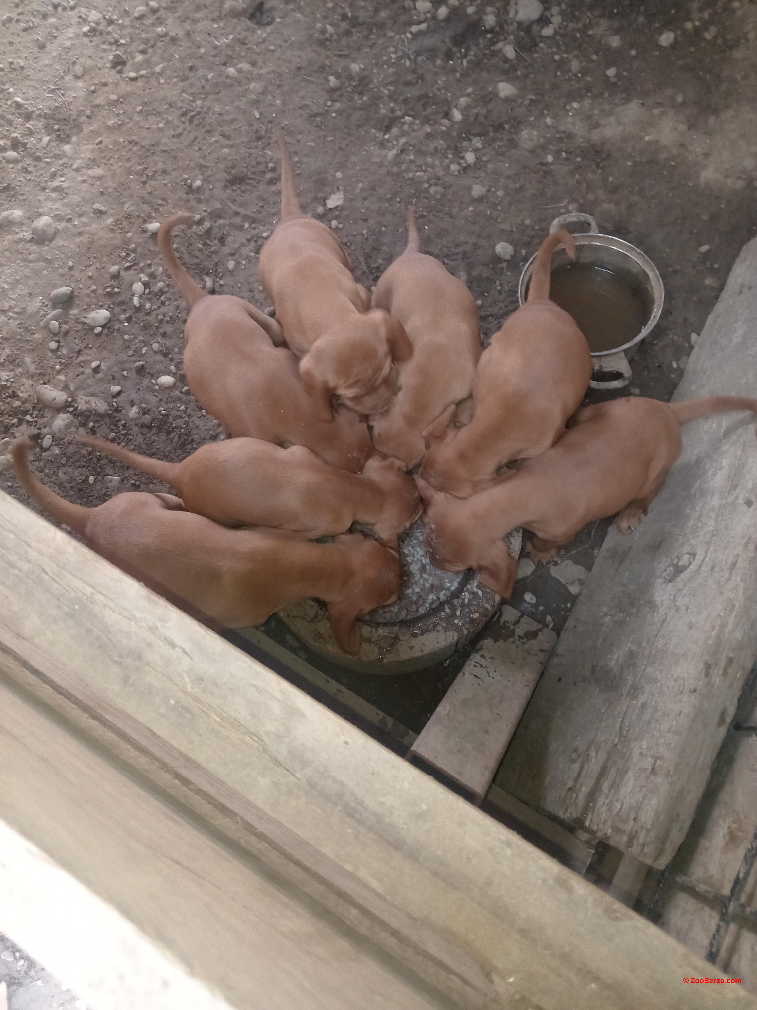 Madjarska vizla