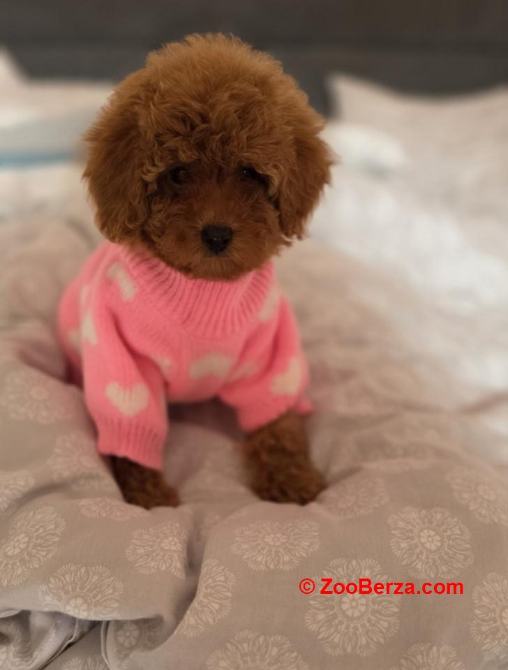 Nove bebice toy I mini pudle 