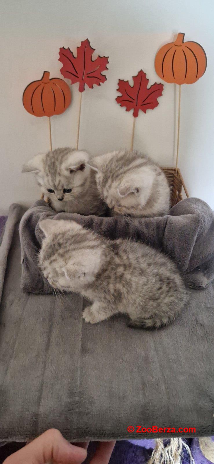 Britanske kratkodlake