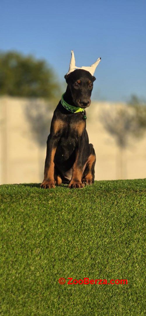 Doberman štenci