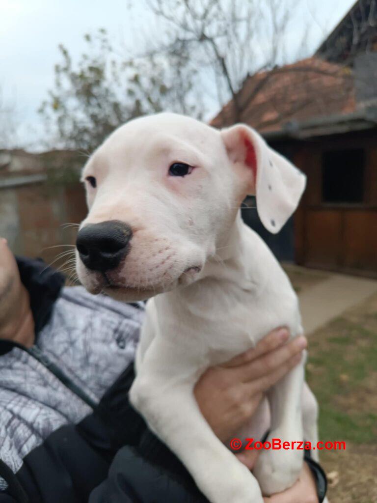 Dogo Argentino štenci