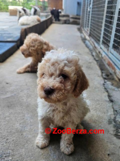 Lagotto Romagnolo, dostupni štenci