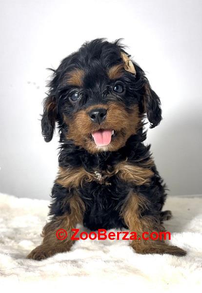 Cavapoo-kavapu (Cavalier + toy pudla)