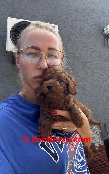  Stenci toy i mini pudle vrhunske genetike