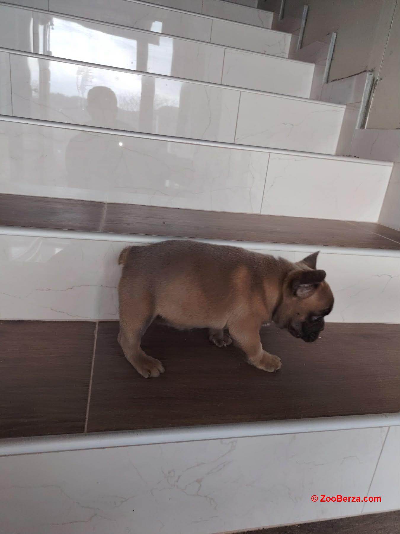 Francuski buldog muško štene