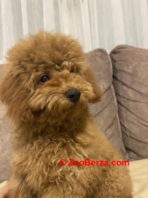 Toj pudla (Toy Poodle)