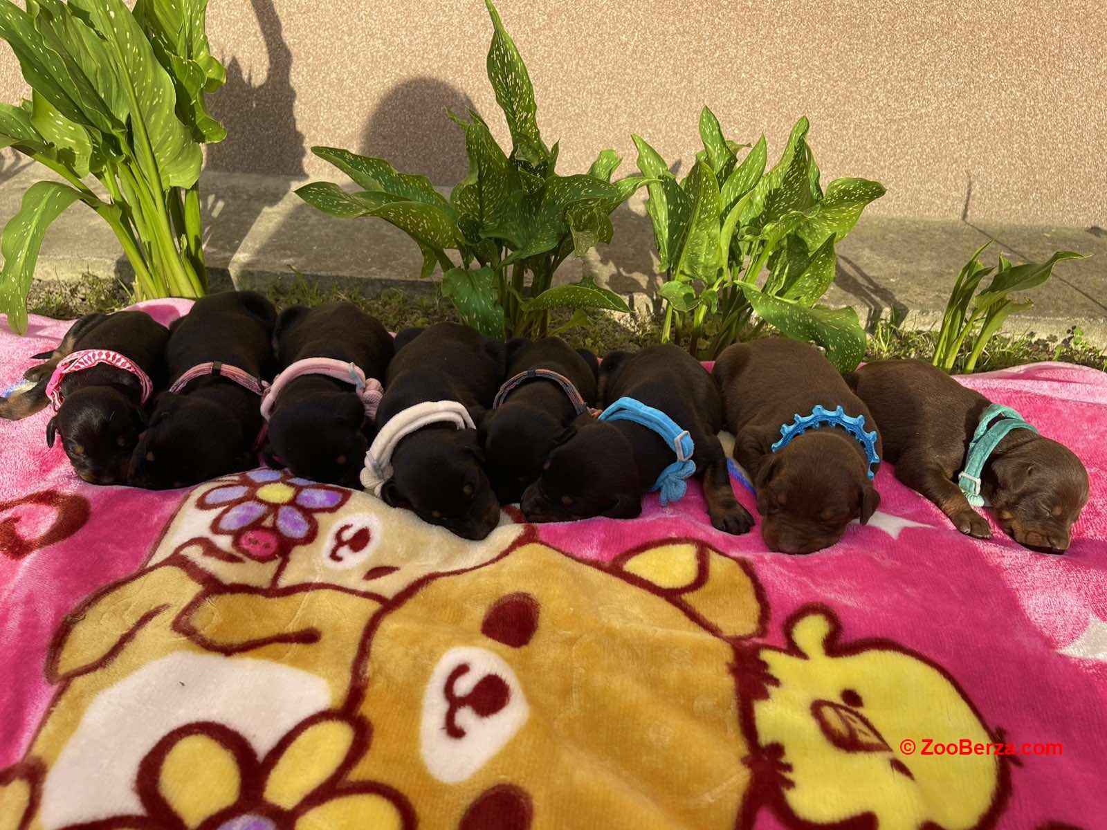 Doberman prelepi stenci