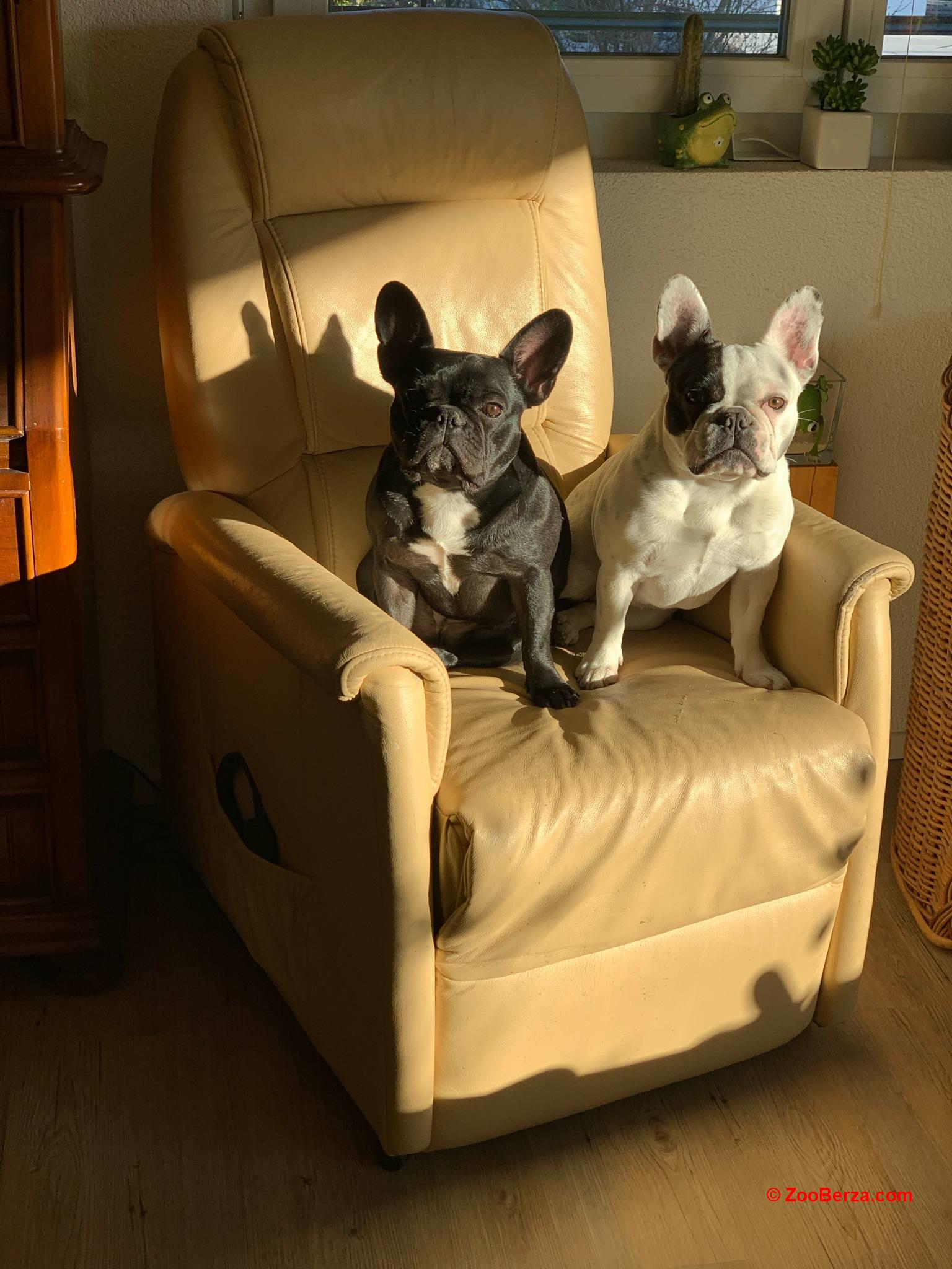 Francuski buldog štenci 