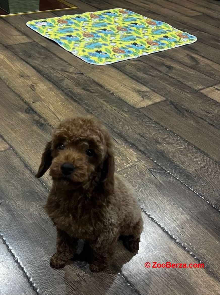 Toy Pudle na prodaju