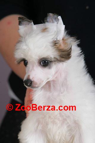 Kineski ćubasti pas štenci