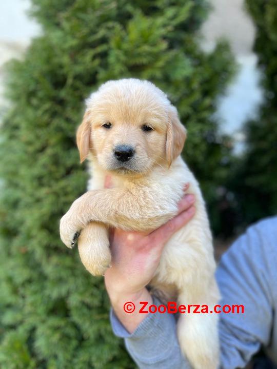 Zlatni retriver stenci