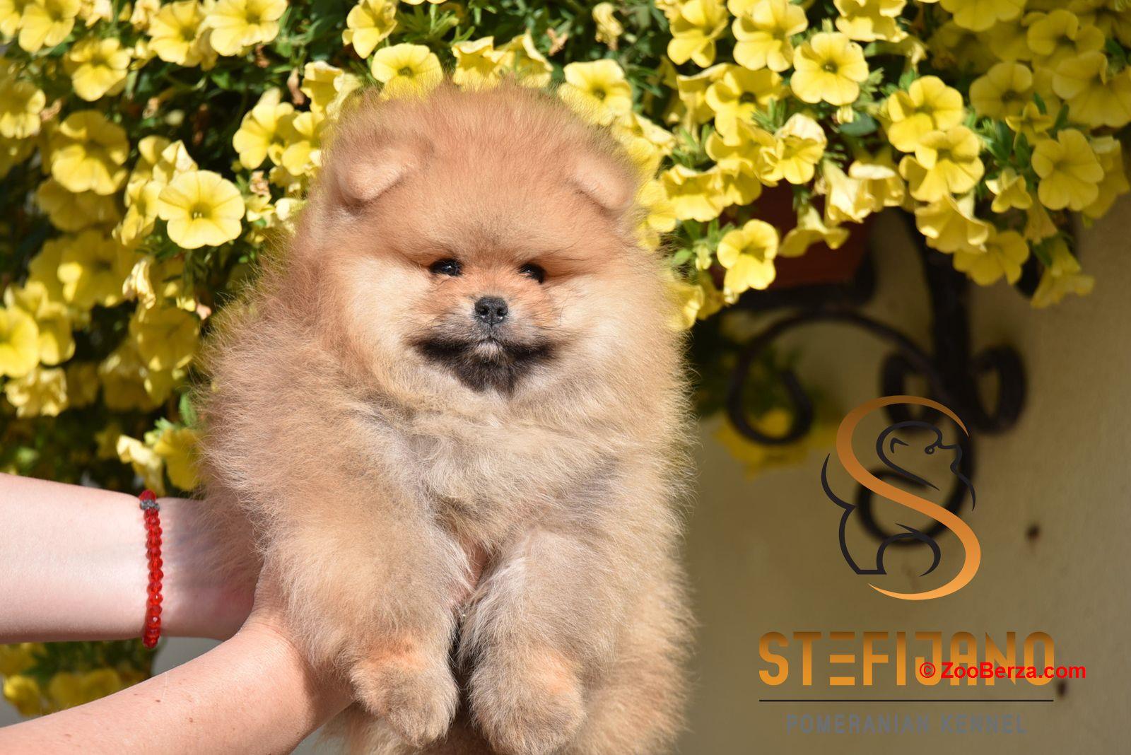 Pomeranac Boo medvedići