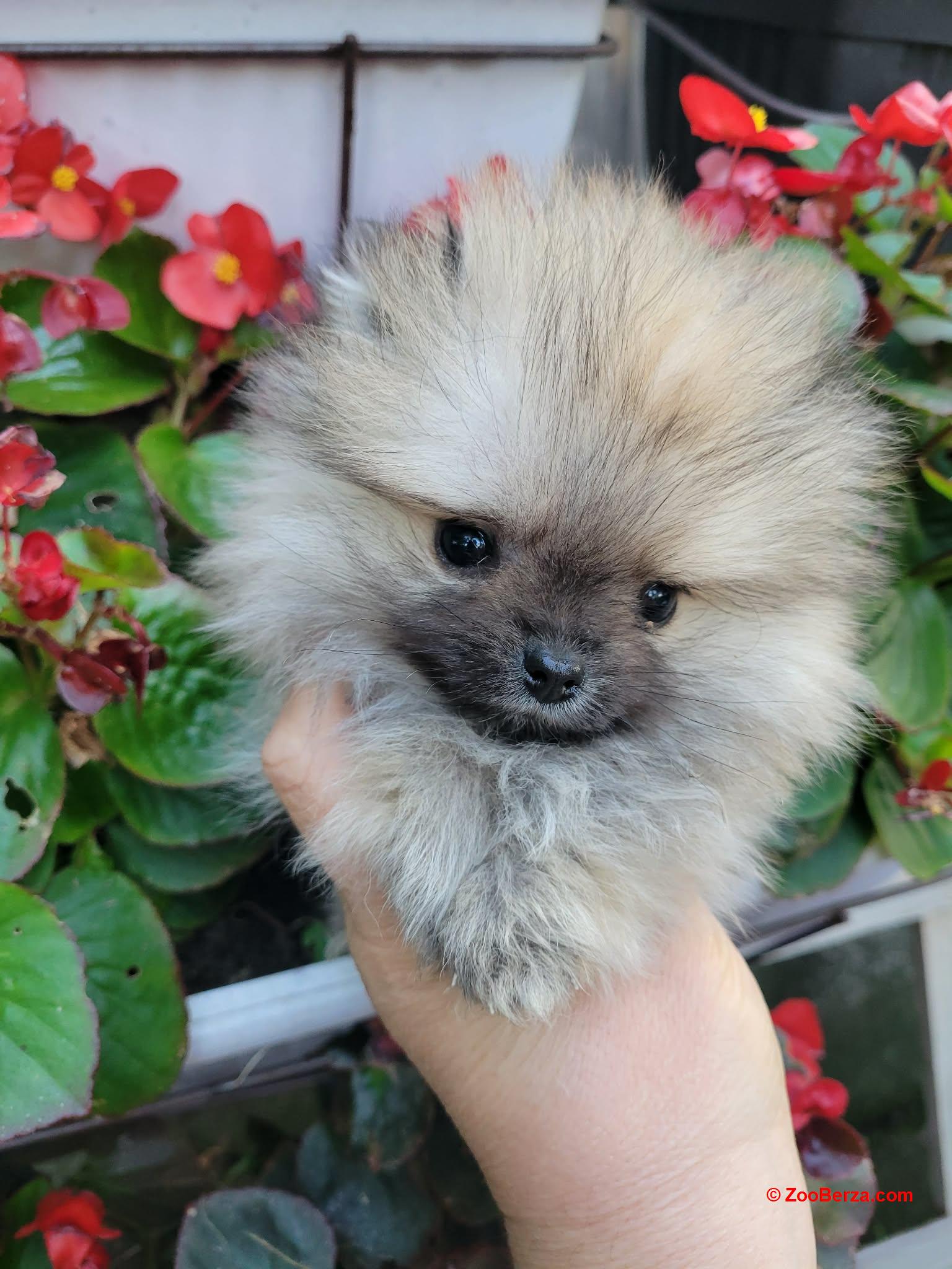 Pomeranac prelepi štenci