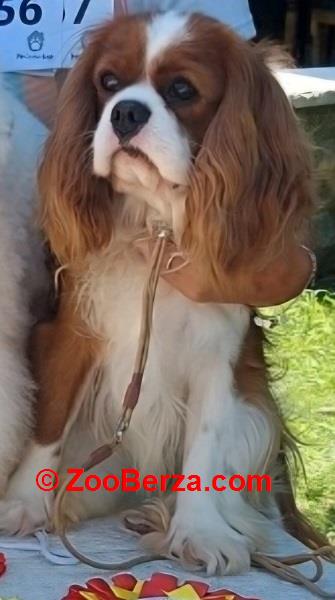 Cavalier king Charles spaniel štenci 