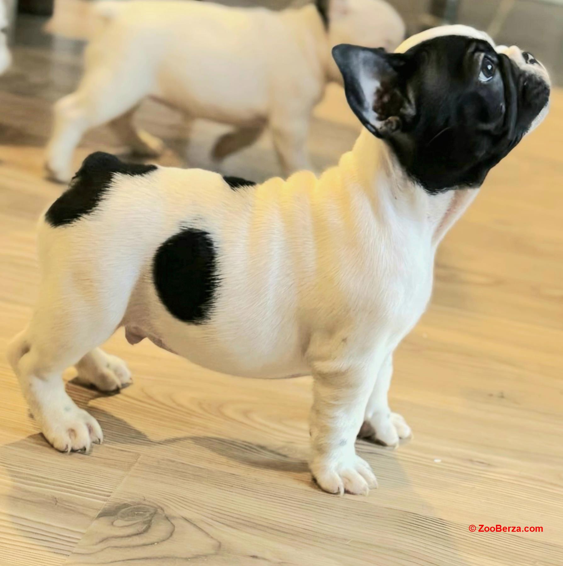 Francuski Buldog prelepi štenci