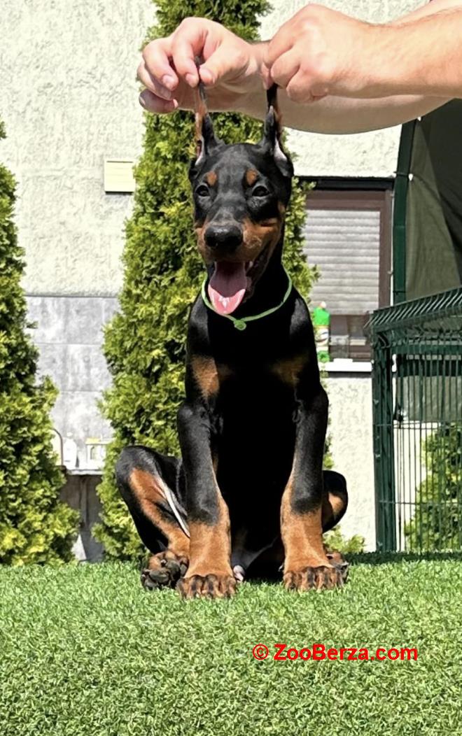 Doberman prelepi stenci