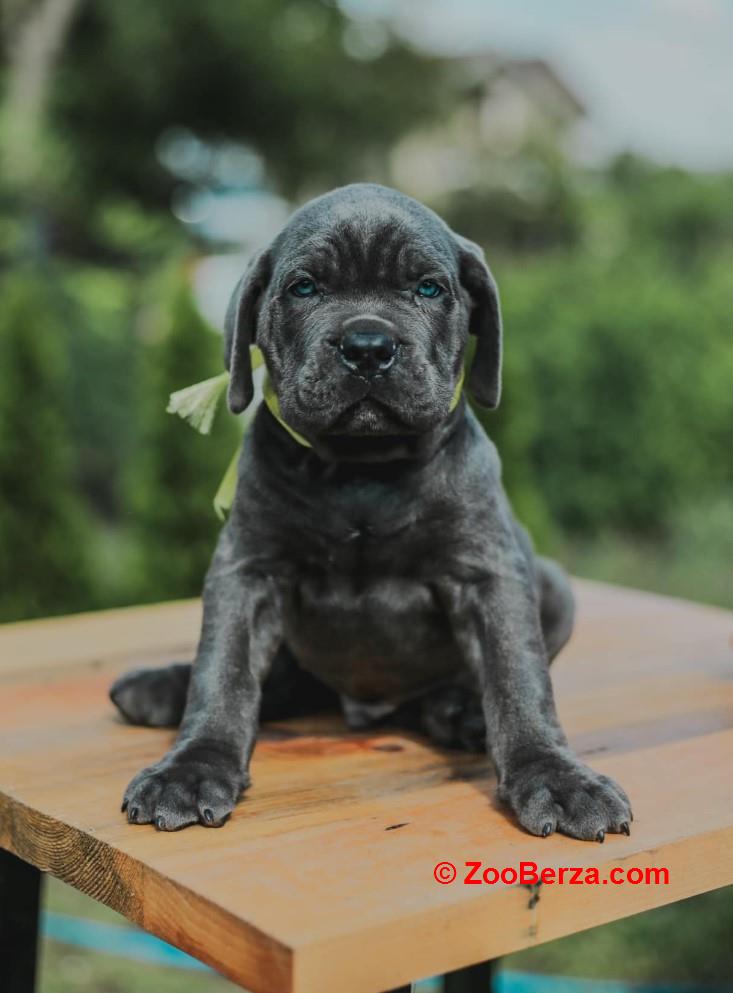 Cane Corso Kane Korso prelepi štenci