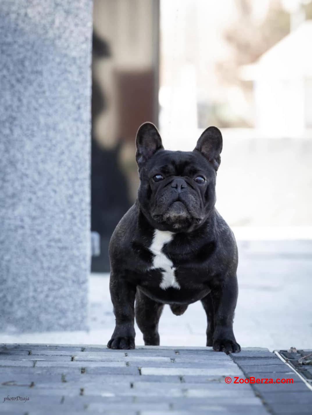 Francuski buldog prelepi štenci