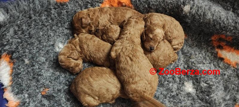 Crvena pudla, stenci