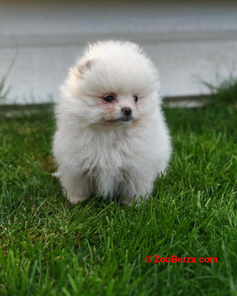 Pomeranski spic  