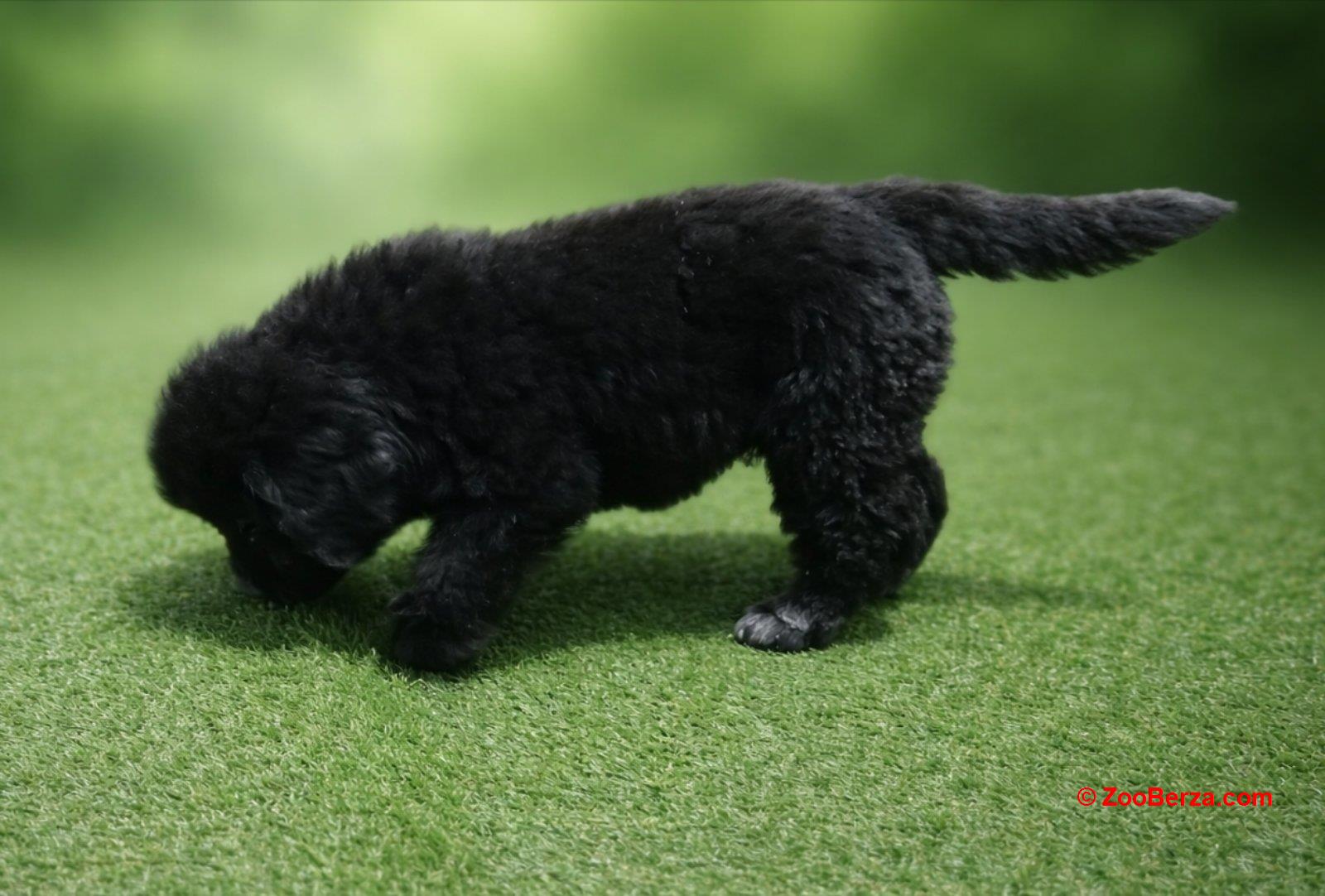 NJUFAUNDLENDER ŠTENCI