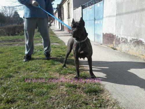 Cane Corso Zenka