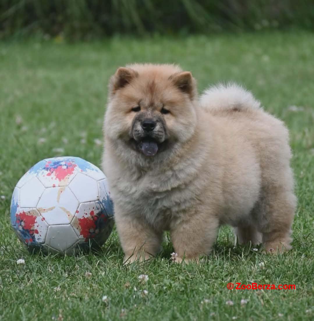 Chow Chow Cau Cau Čau Čau