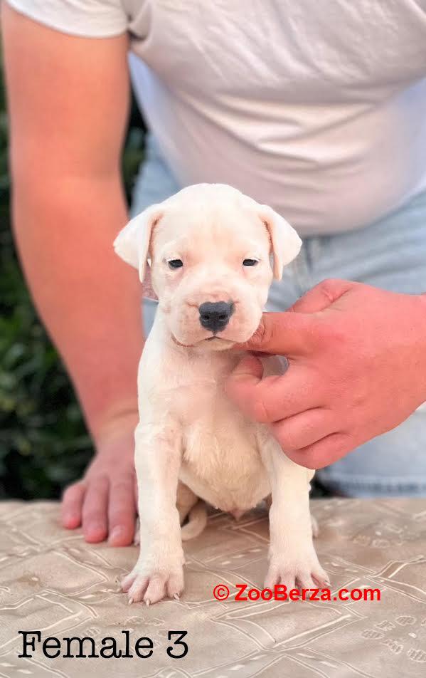 Argentinska doga ( Dogo Argentino )