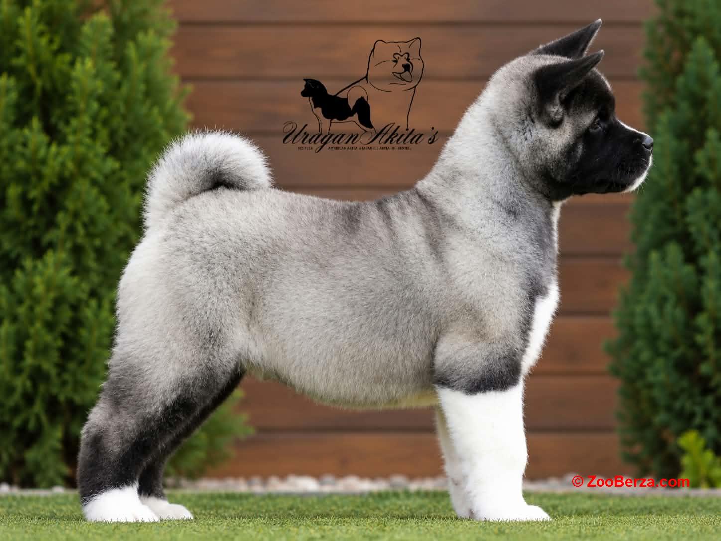 Američka akita, štenad oba pola
