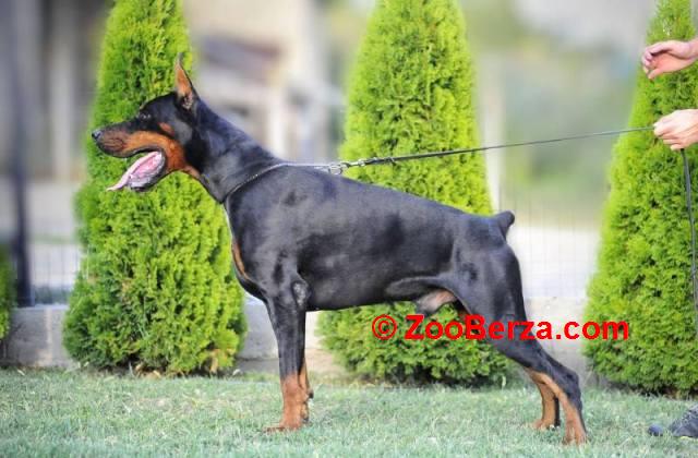 Doberman štenci