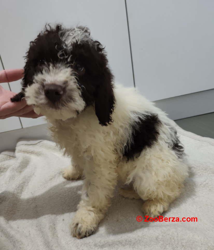 Lagoto romanjolo stenci 