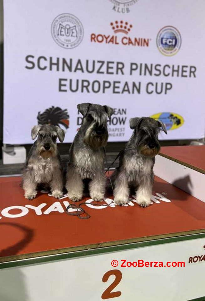 Patuljasti Snauceri biber so   