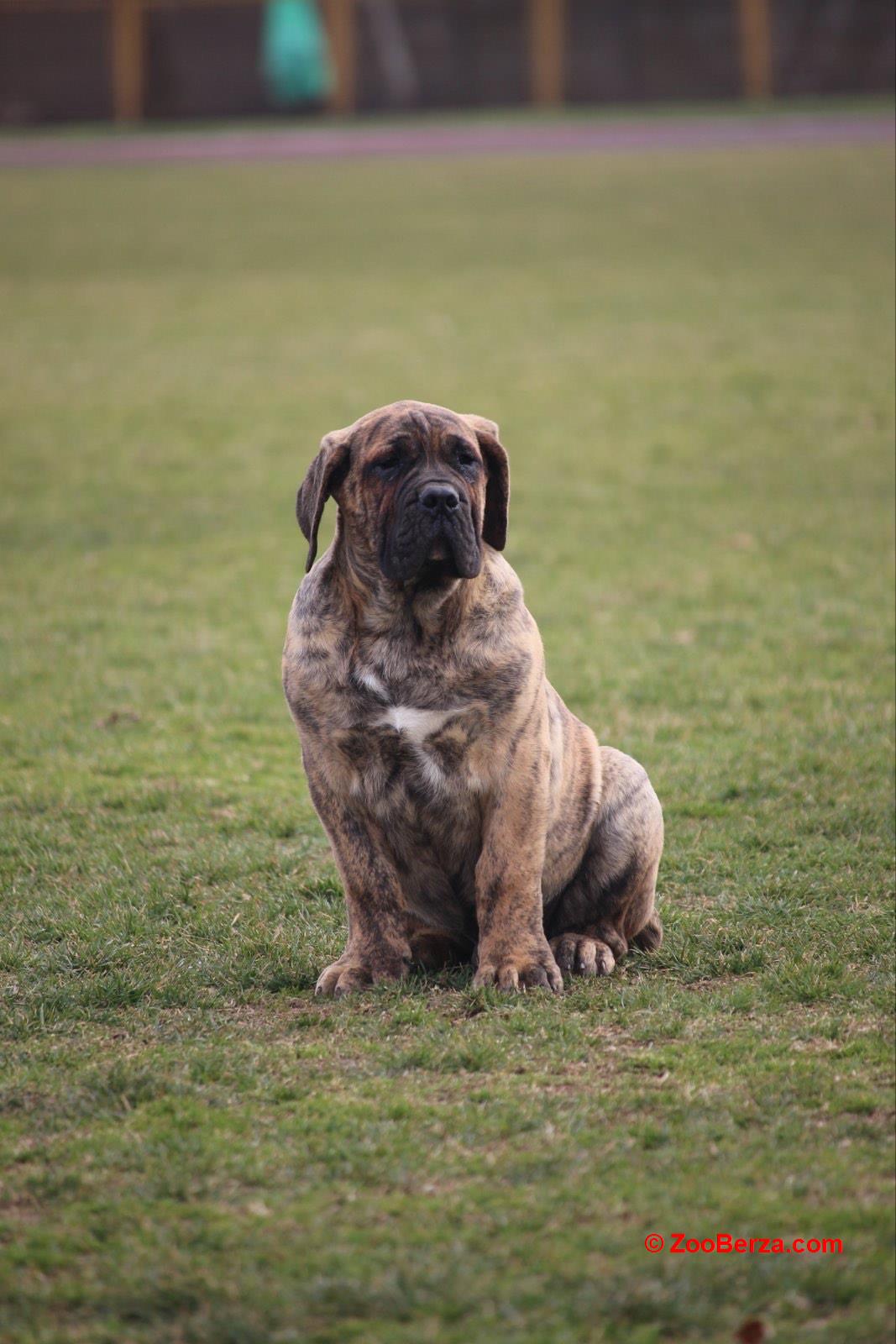 Presa Canario štenci