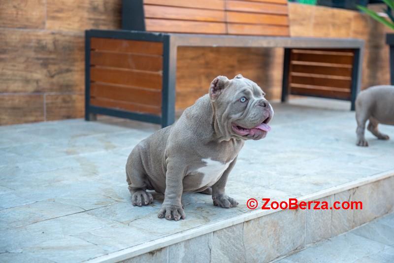 Štenci američkog egzotičnog bullija