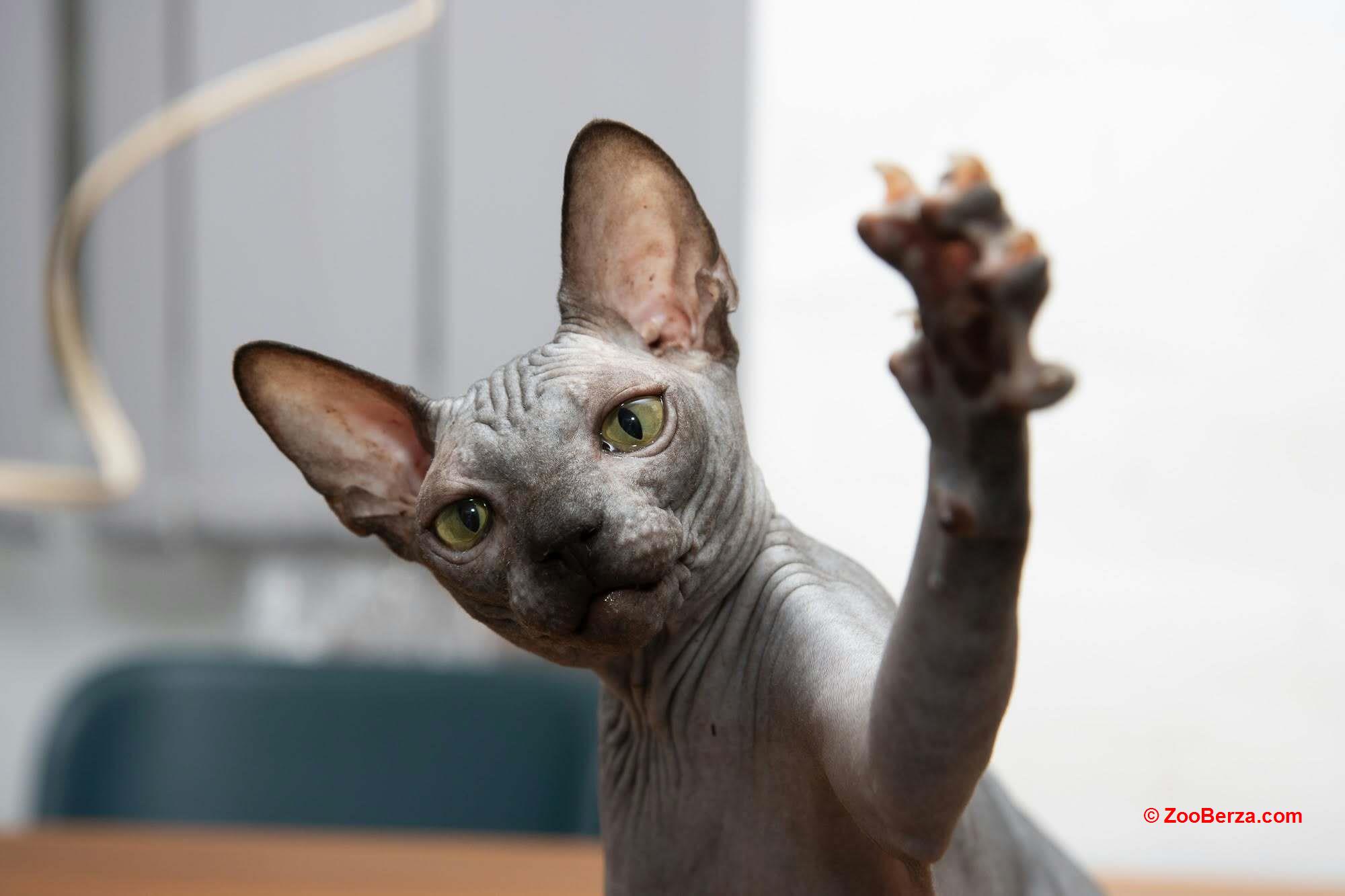 Sphynx mačići