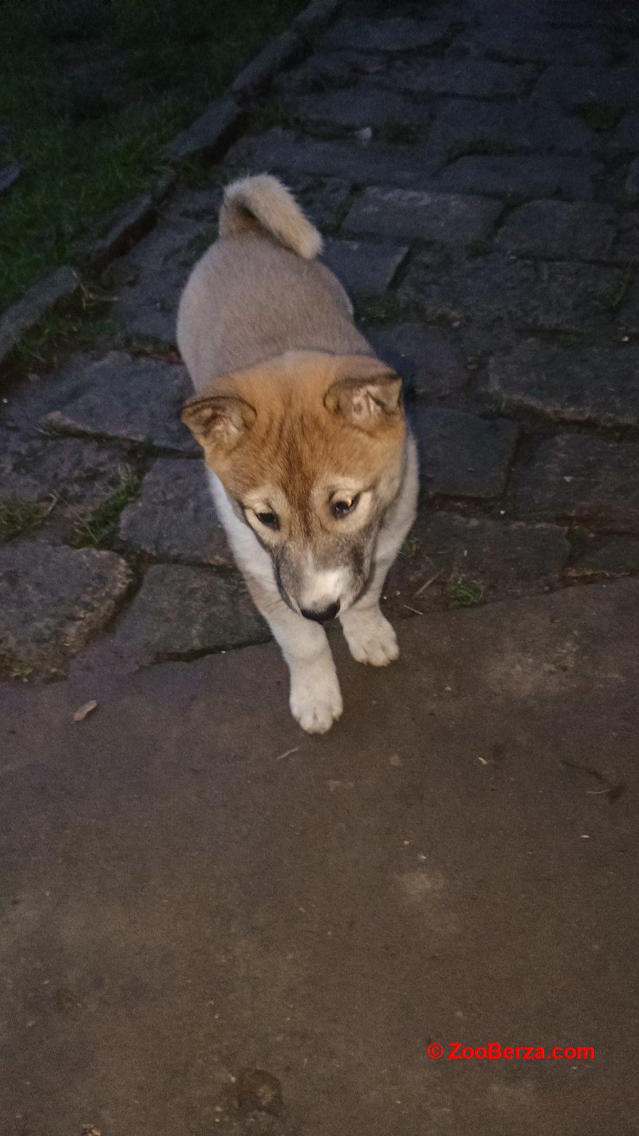 Štenci Zapadno Sibirske Lajke 