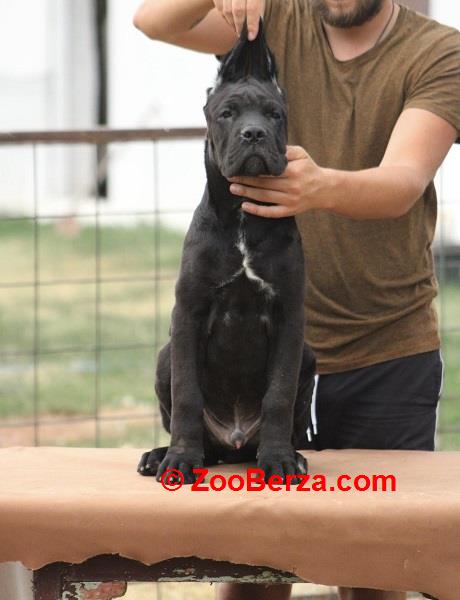 Cane corso štenci