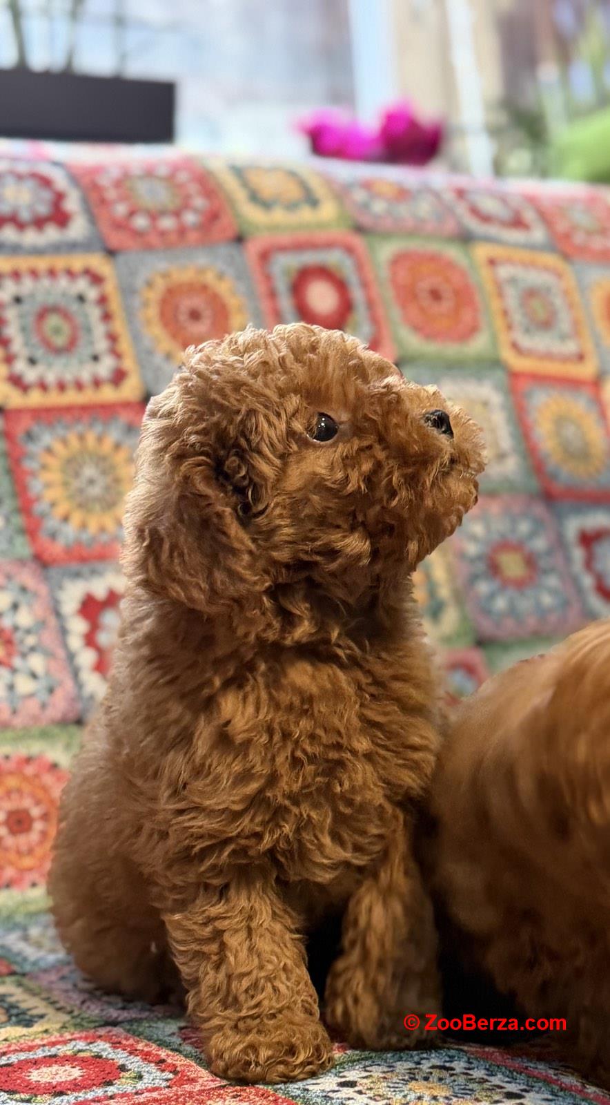 Toy Pudle na prodaju