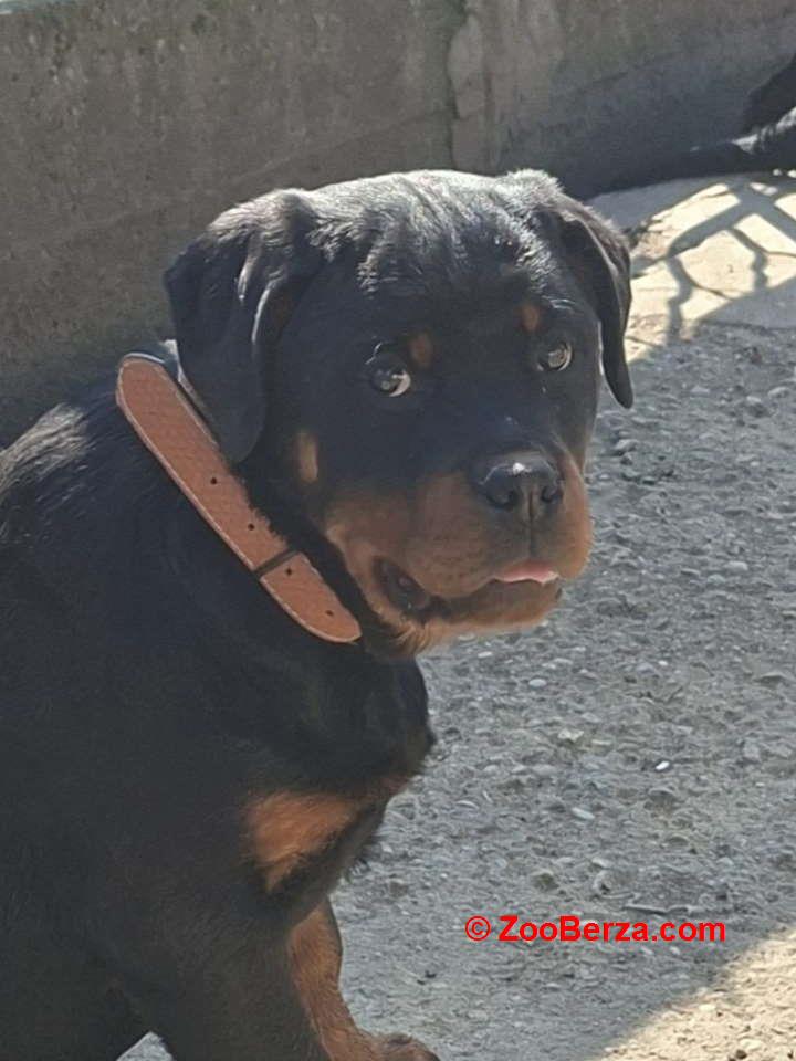 Rotvajler žensko štene   