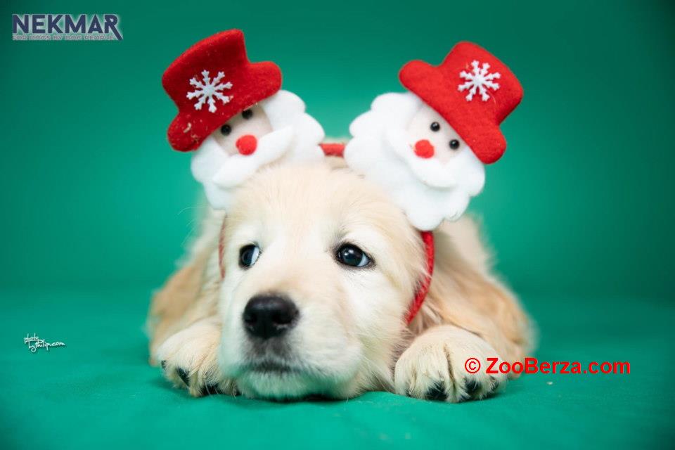 Dostupni za rezervaciju štenci Zlatnog retrivera 