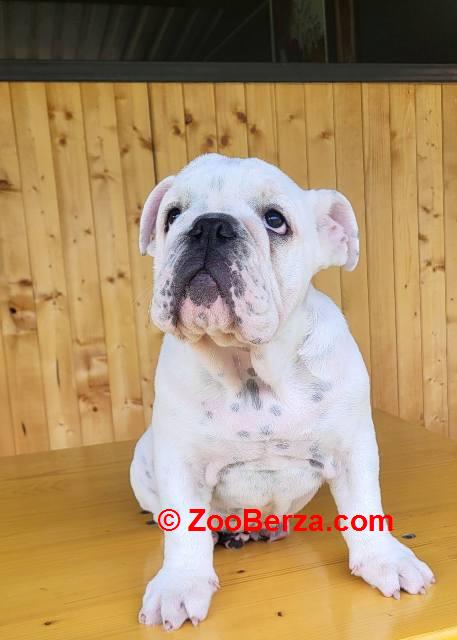 Engleski buldog, muško štene