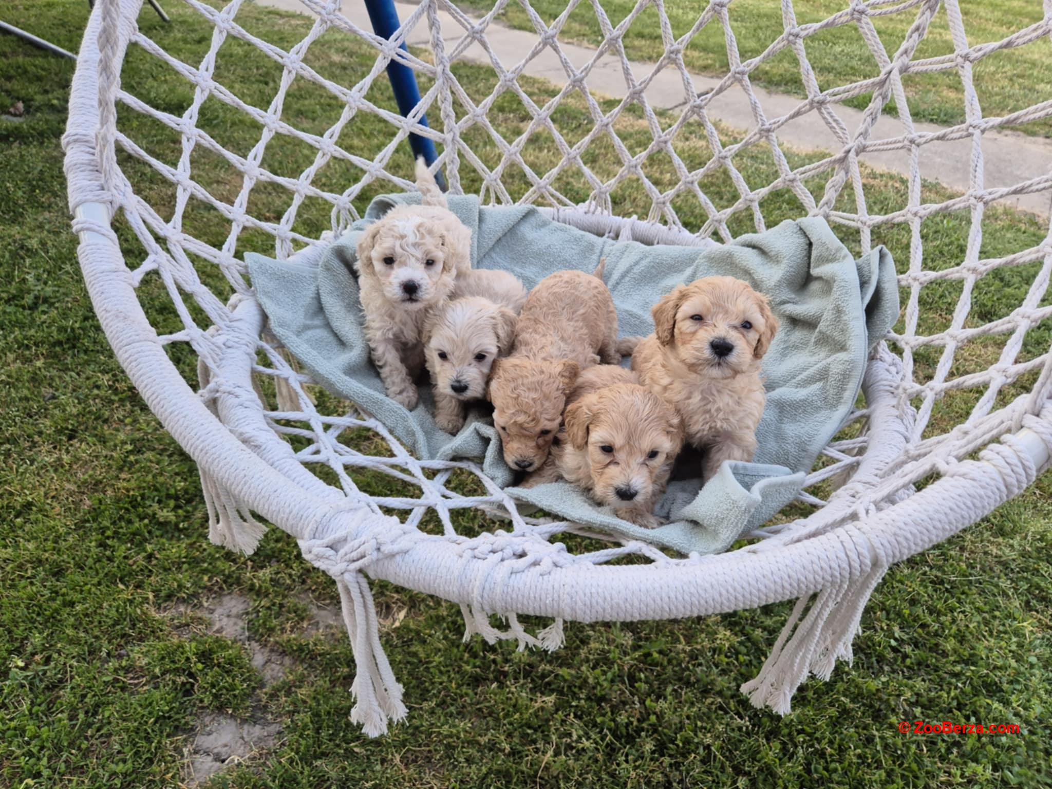 Maltipoo štenci