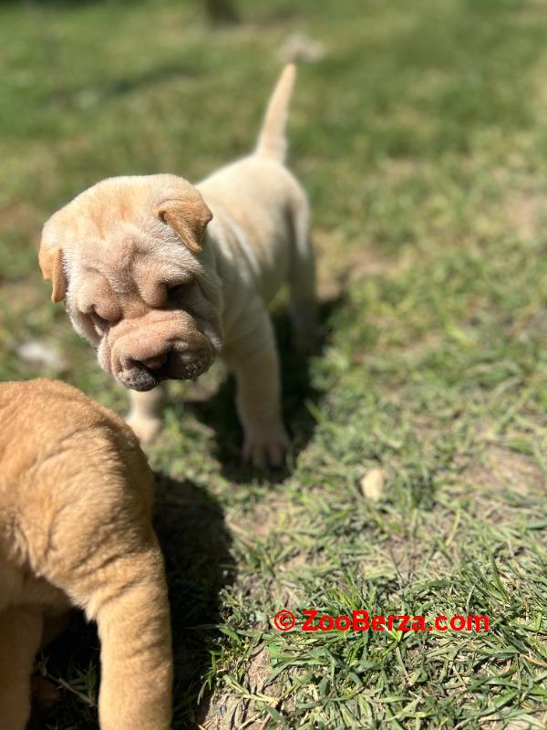 Shar pei – šar pej stenci