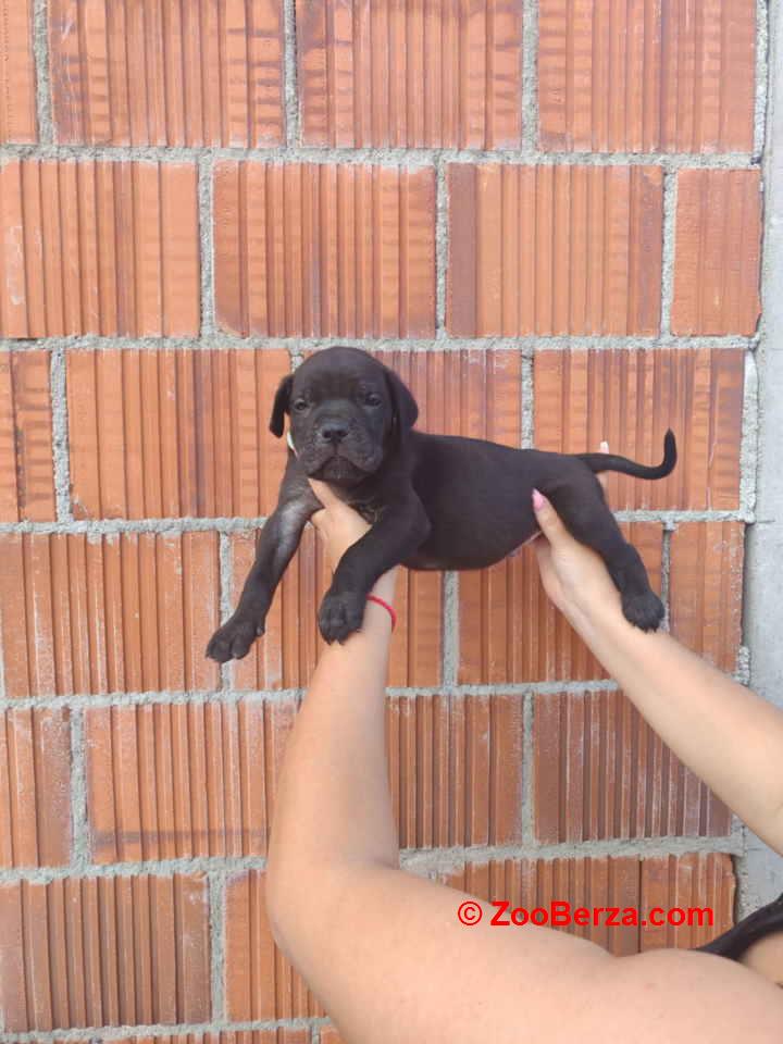 Cane Corso štenci šampionskog porekla!   