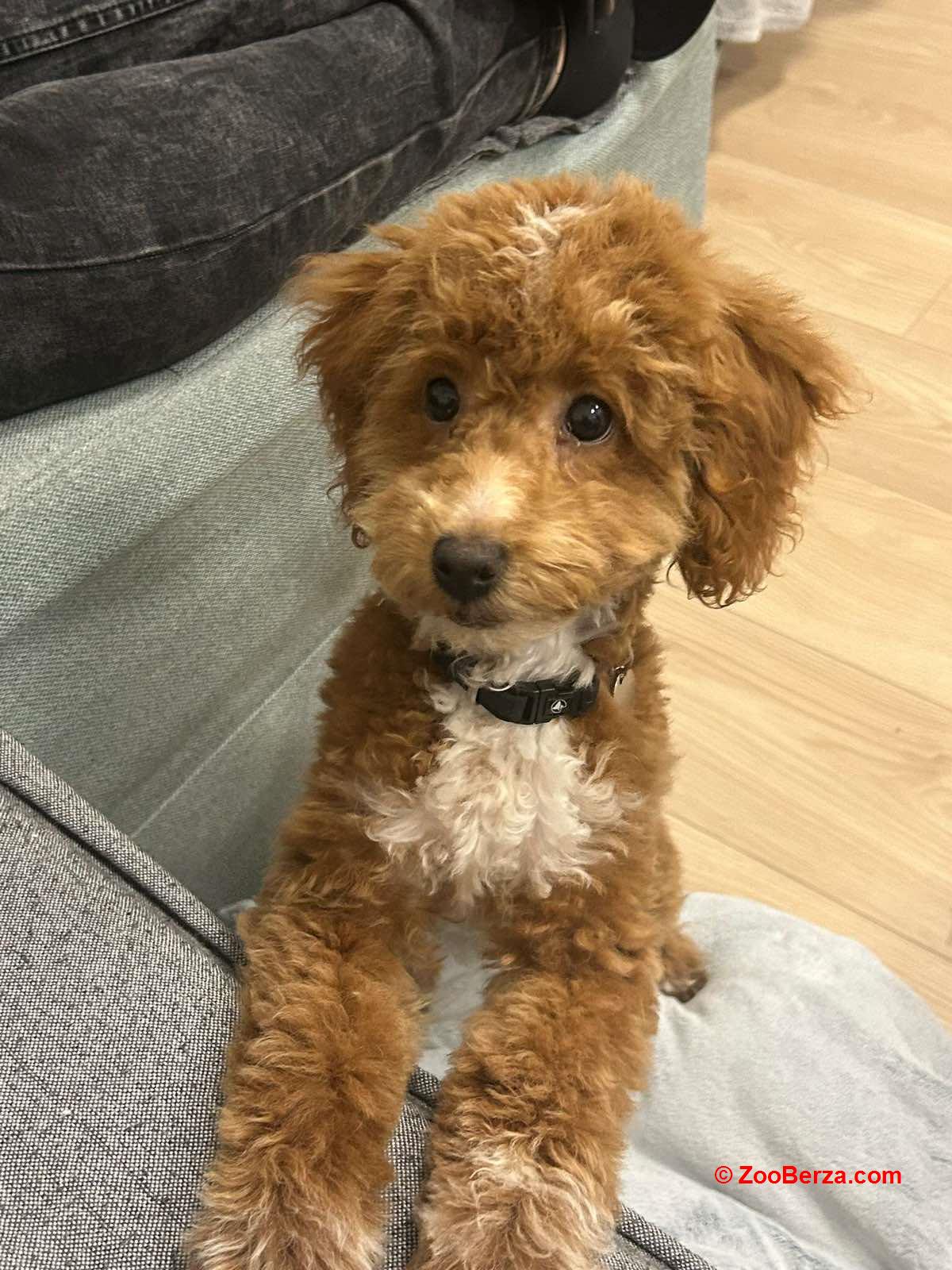 Maltipoo prelepi štenci