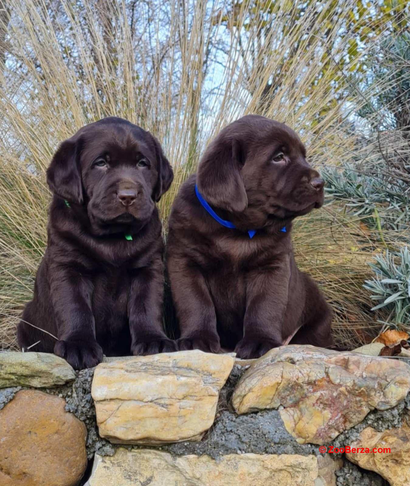 Labrador retriver čokoladni štenci