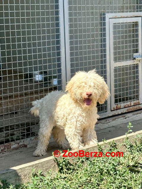 Lagotto Romagnolo, dostupni štenci