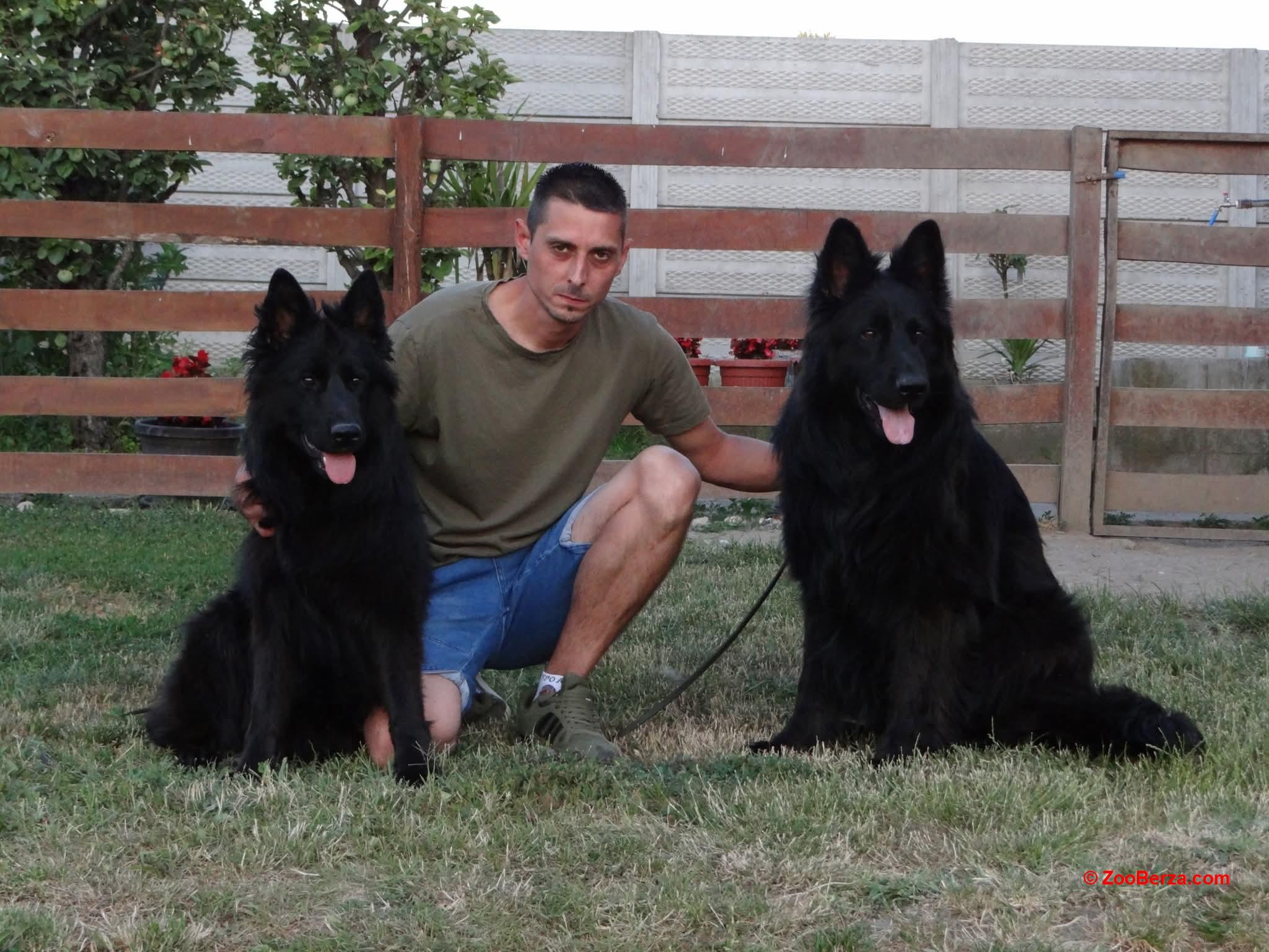 Nemacki ovcar crni dugodlaka stenad