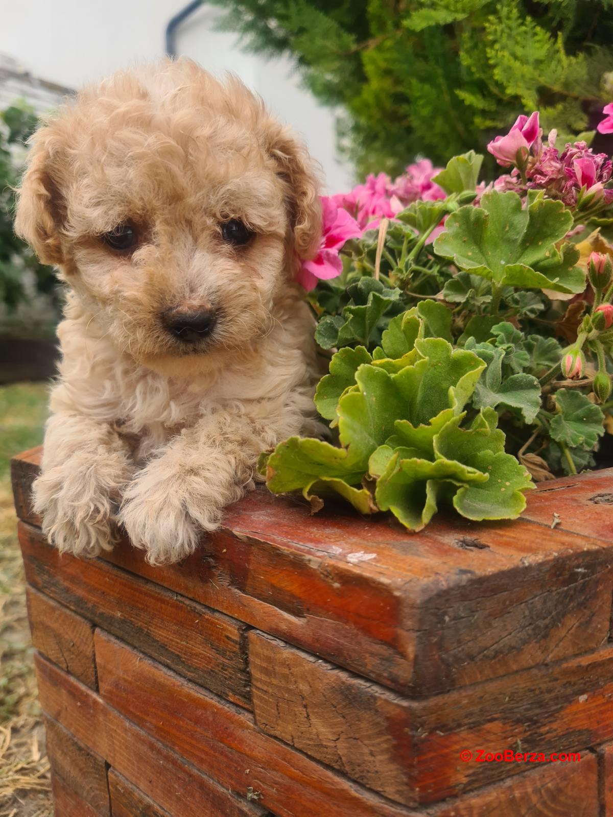 Labradoodle prelepi štenci